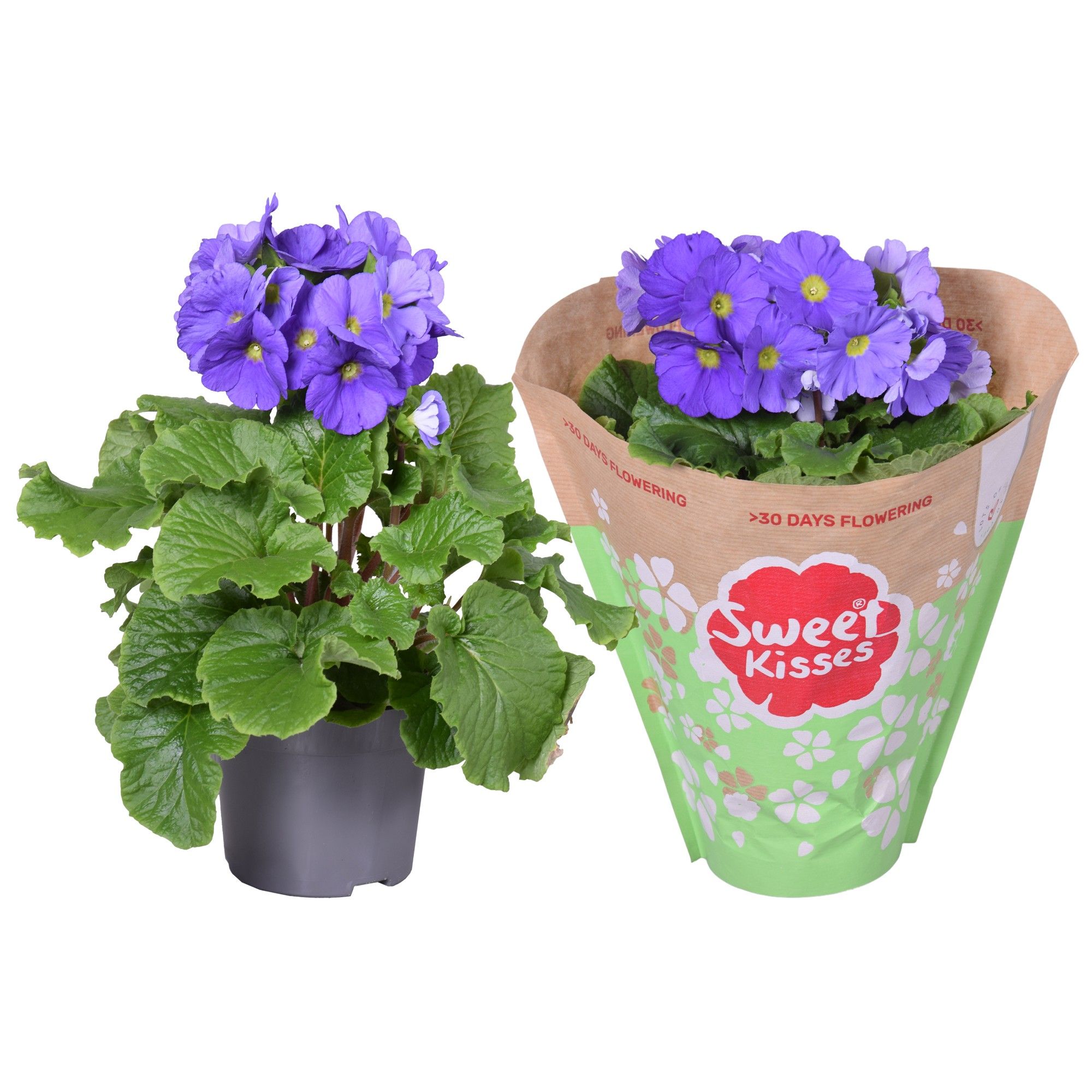 Pr. Sweet Kisses Blauw in Papieren Hoes, D 12