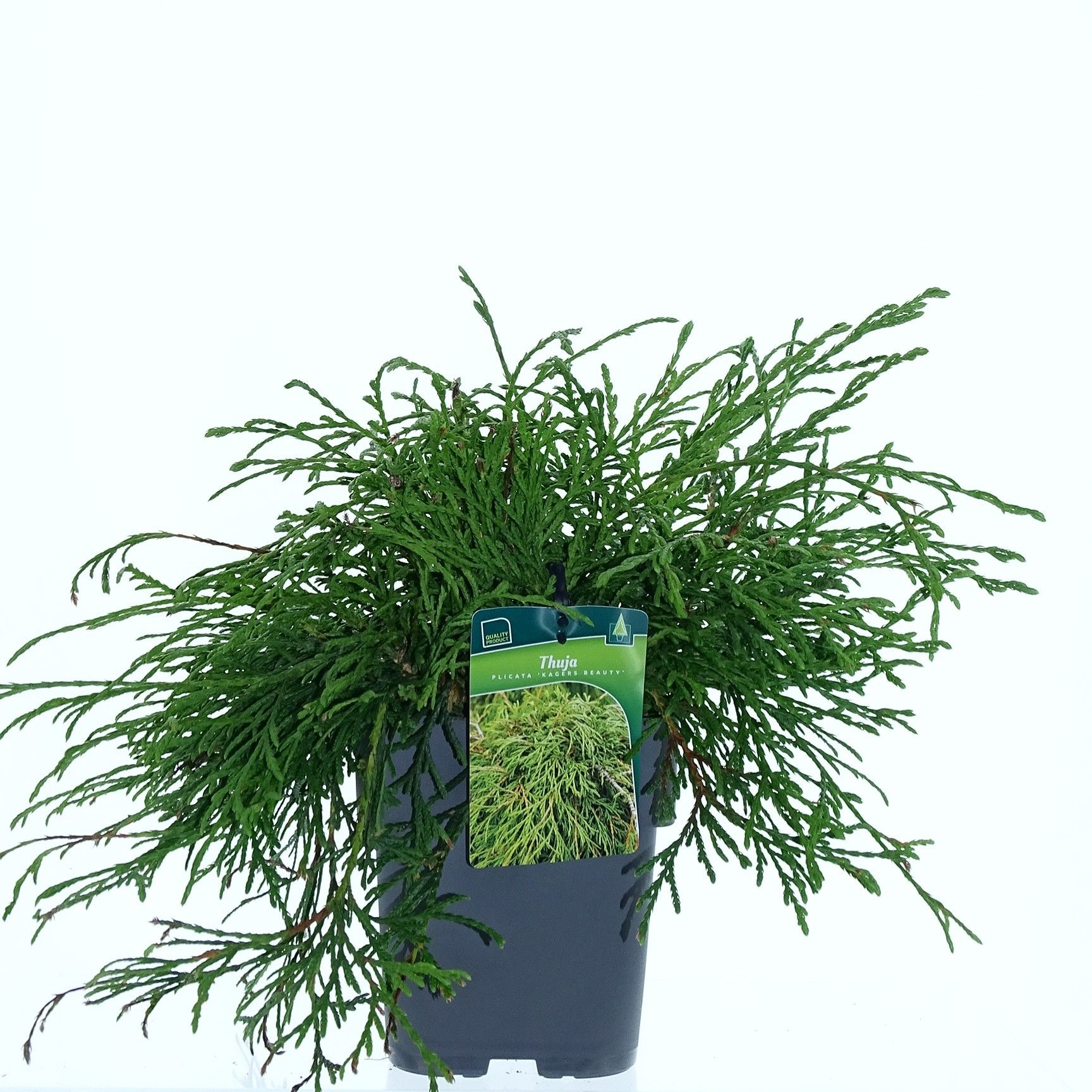 Thuja plicata 'Kager's Beauty', D 19