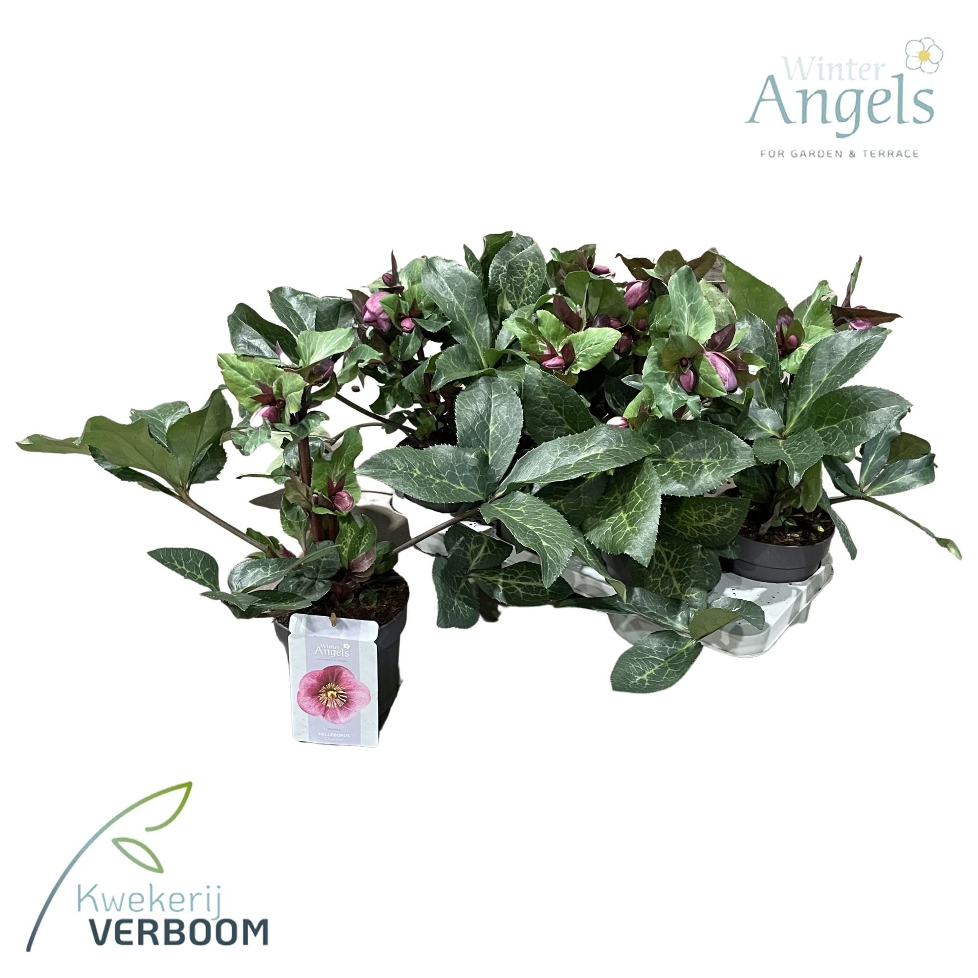 Helleborus Frostkiss Charmer p15, D 15