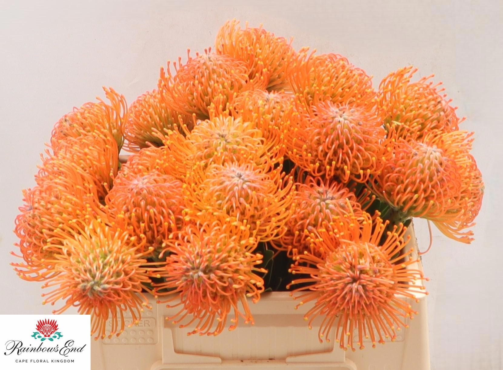 Нутанс Айоба Оранж 35, шт.