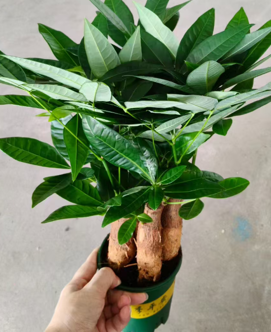 Пахира 0.3-галлон фаур-стем мани три 14 40