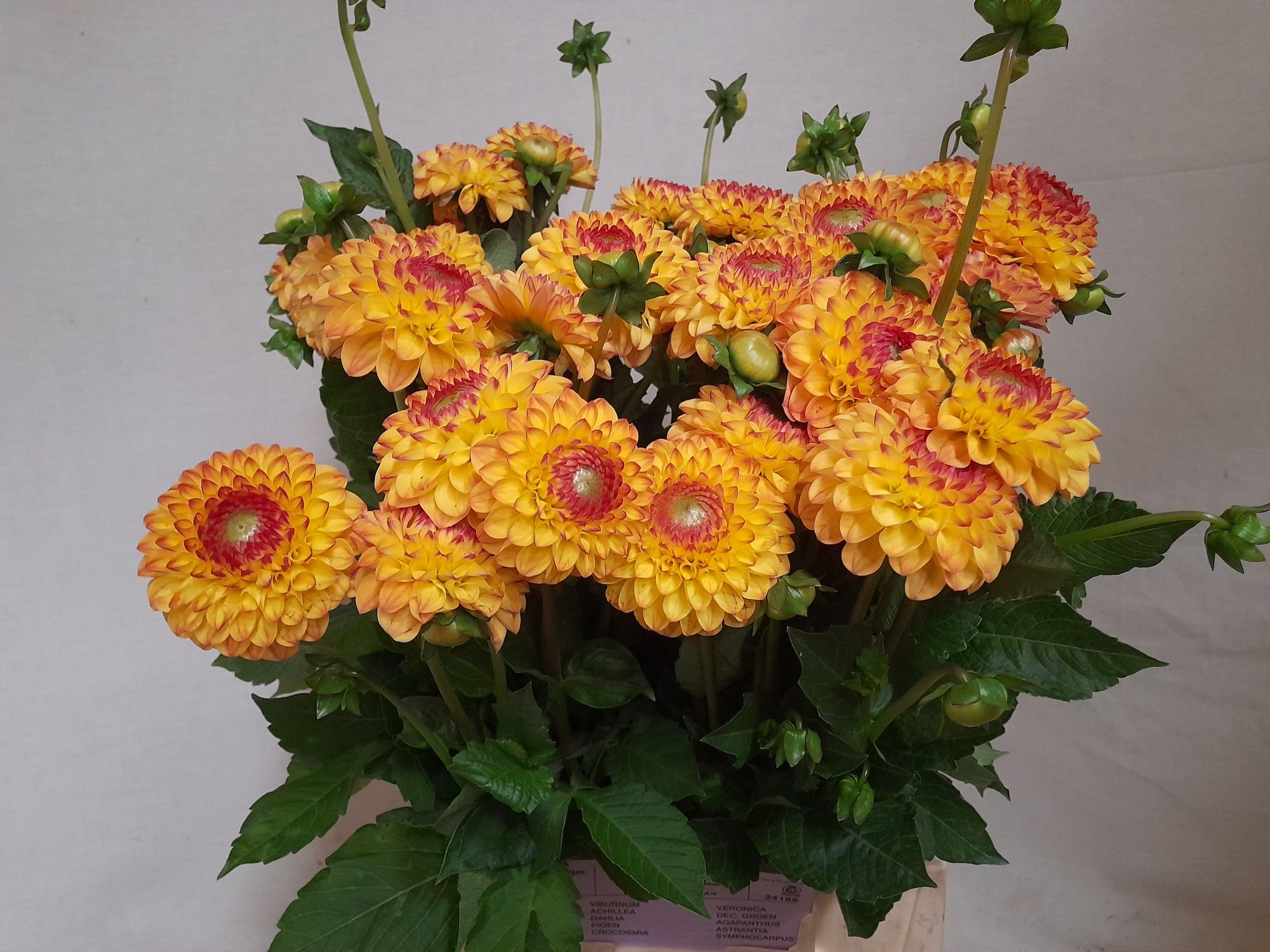 Георгина Санни Бой 50, шт. Георгина Санни Бой 50, шт.