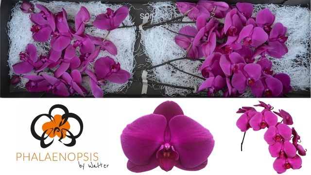 Фалинопсис Пепел Хейз x45, шт.