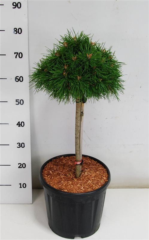 Pinus mugo 'Benjamin', D 32
