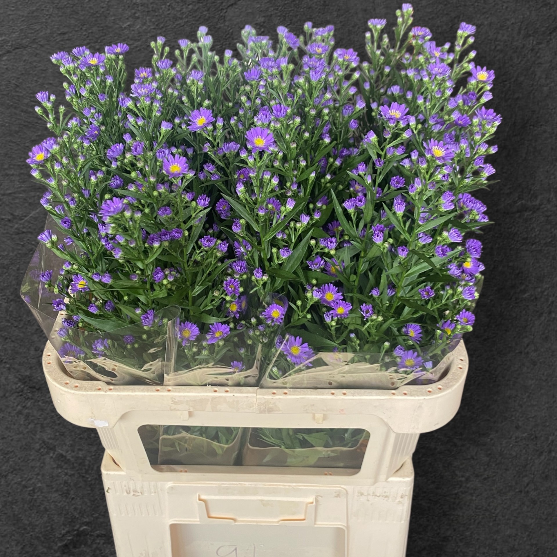 Астер Лаура 85, шт.