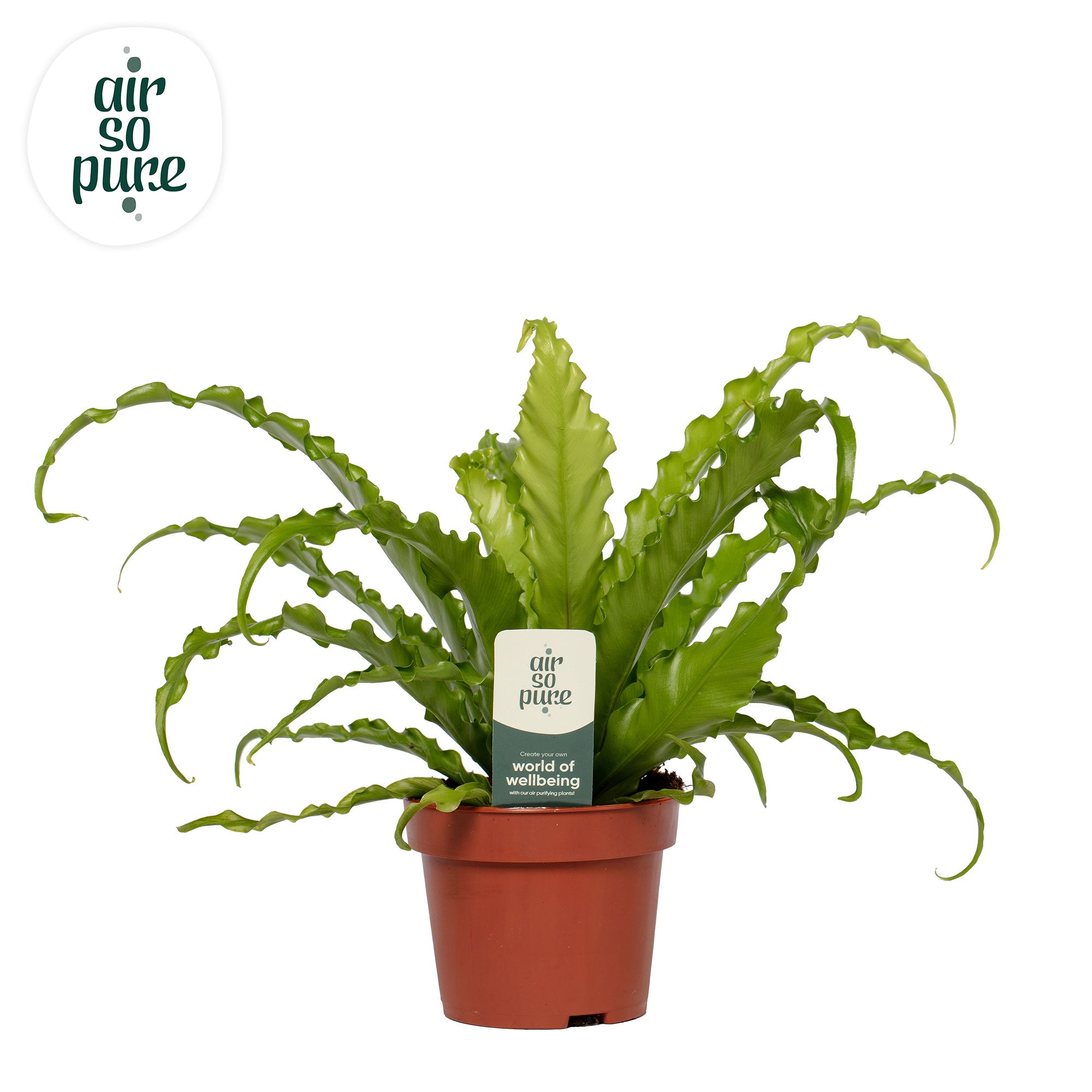 Asplenium Osaka - Air So Pure, D 12