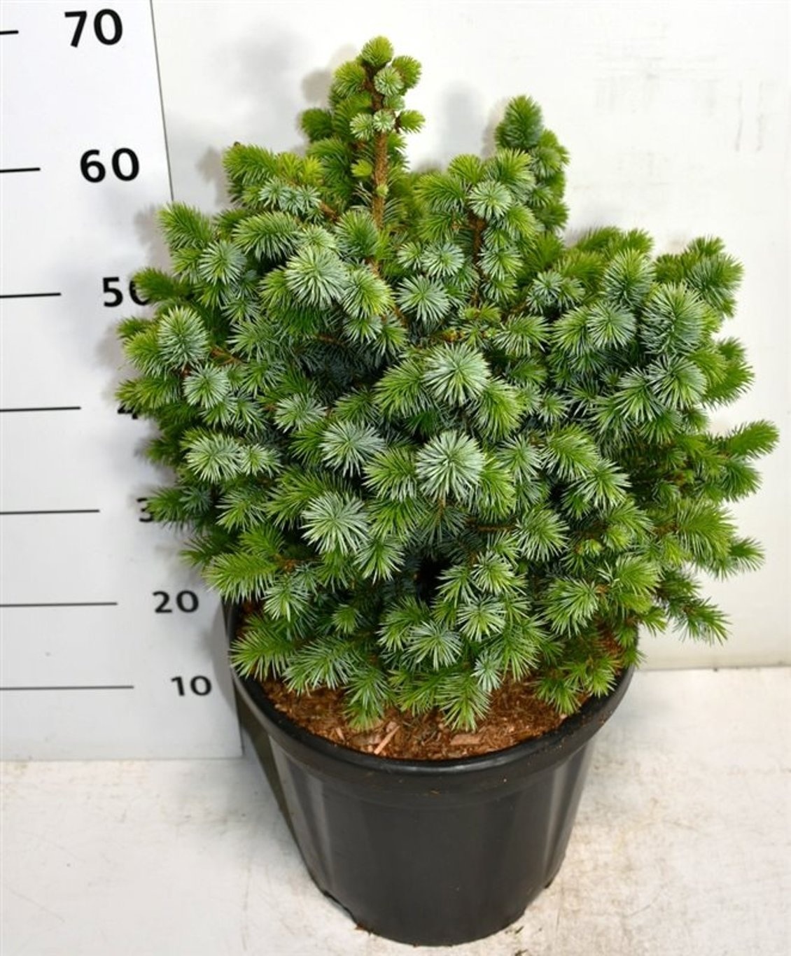 Picea sitchensis 'Tenas', D 38