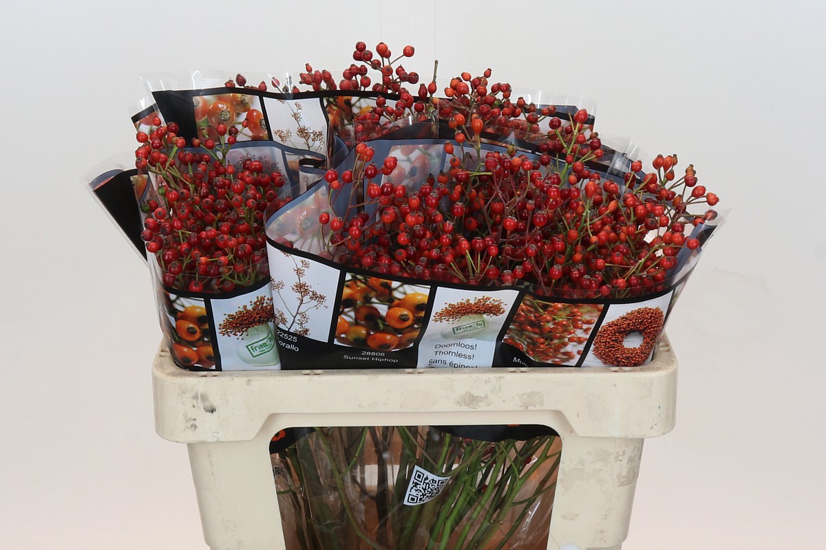 Рузботель Роузфрут Элит 55, шт.