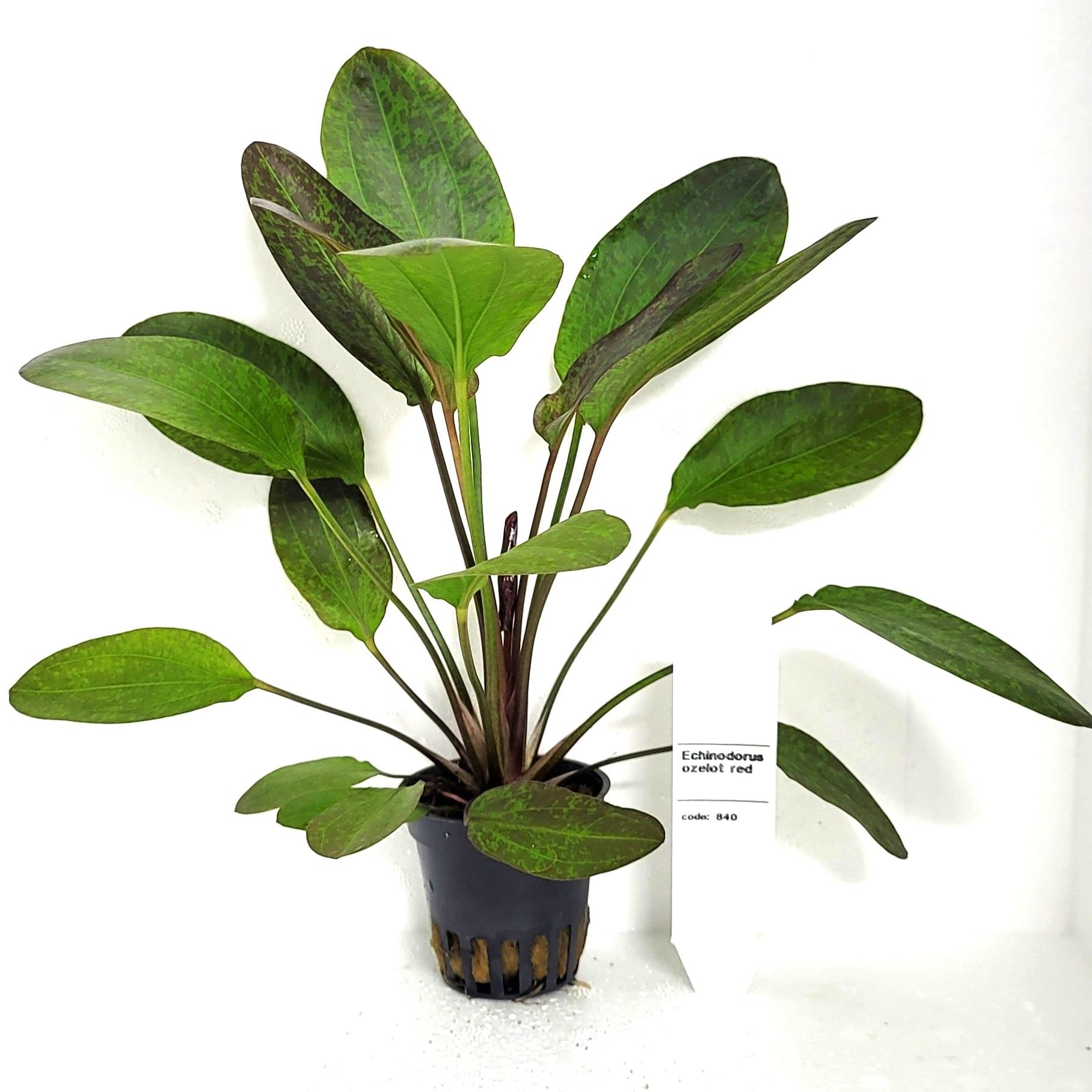 echinodorus ozelot, D 5