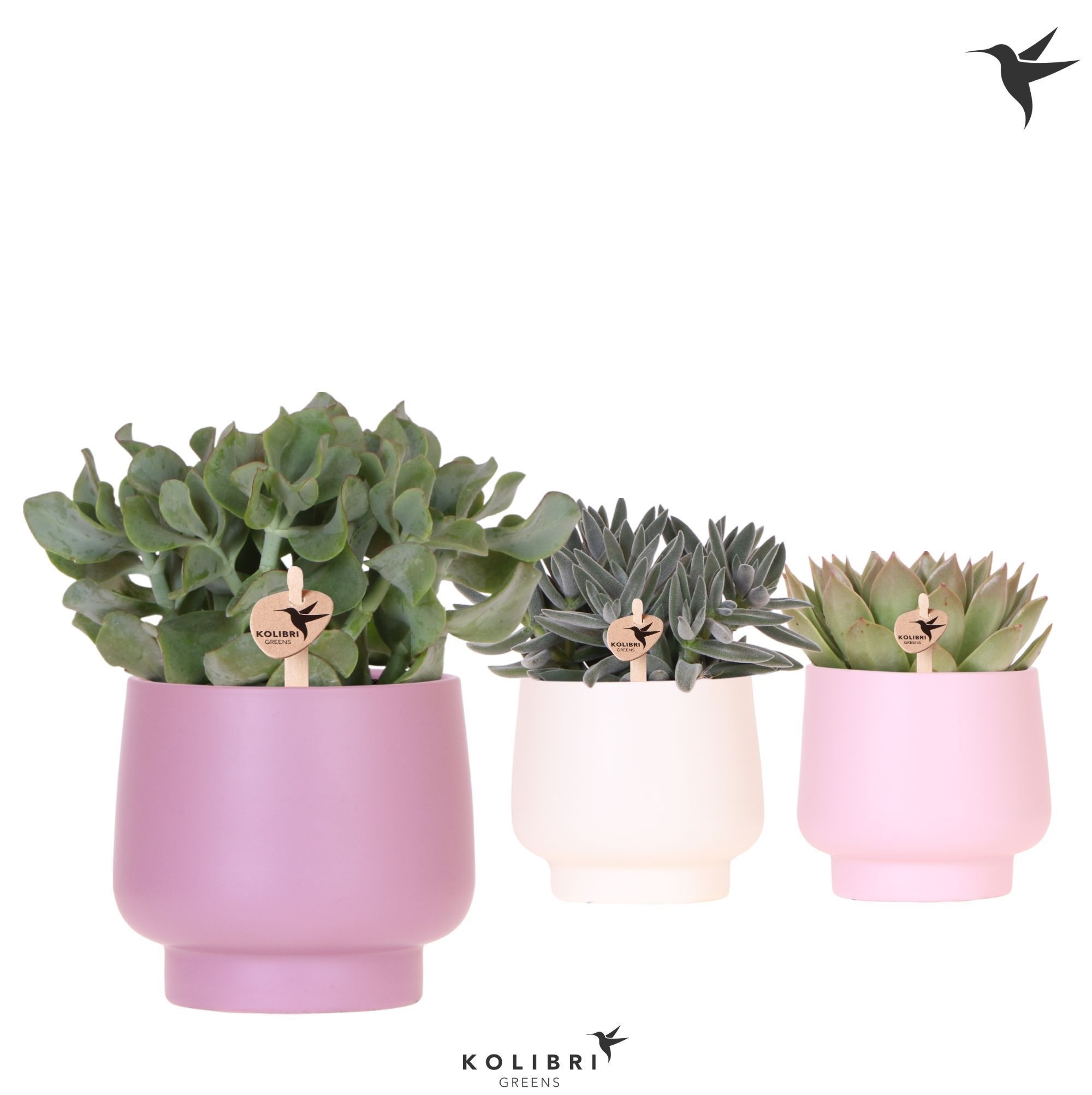 Kolibri Greens Succulenten mix in Scandic pot pink mix, D 12