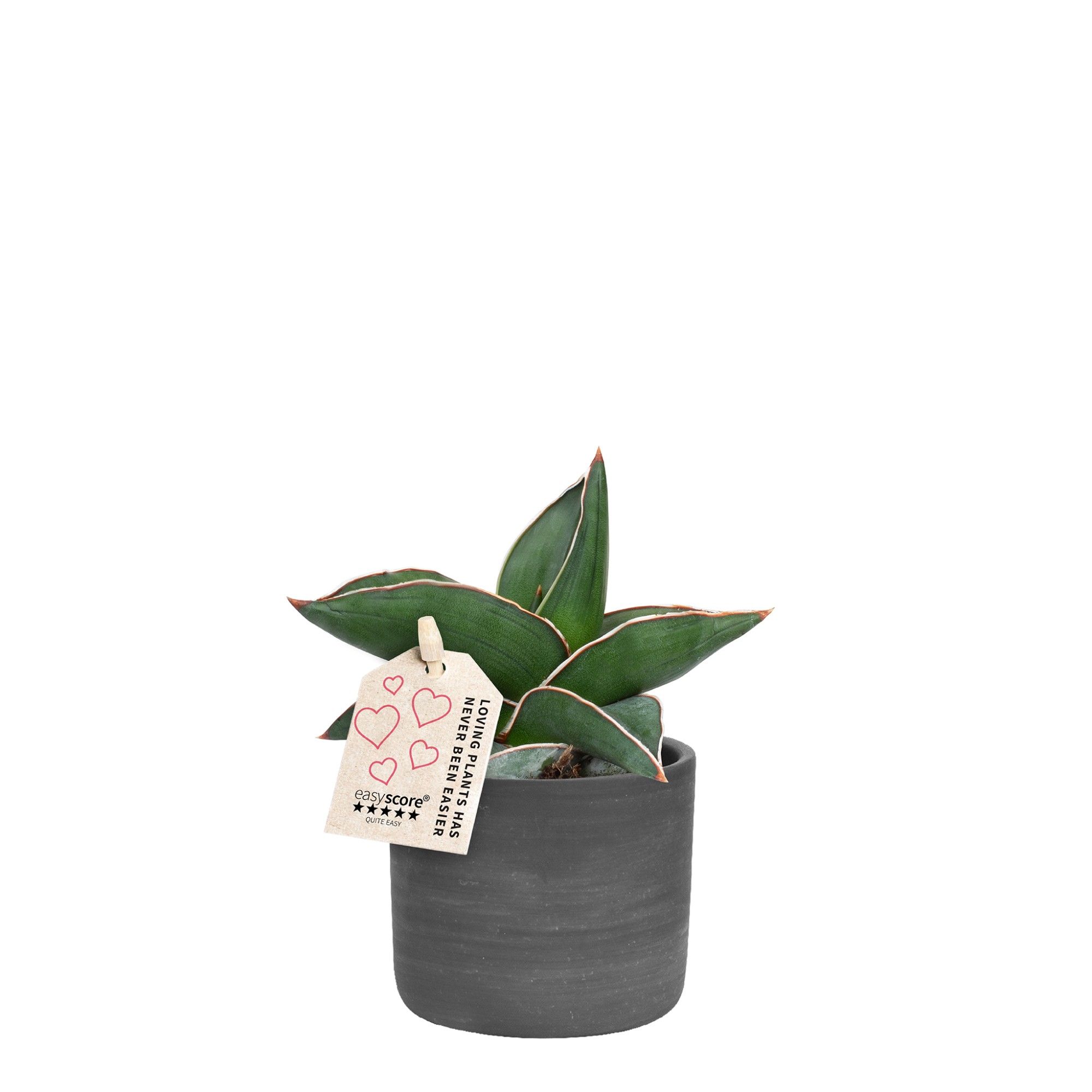 Raw Black, Sansevieria ´Samurai´, D 7 cm Raw Black, Sansevieria ´Samurai´, D 7 cm