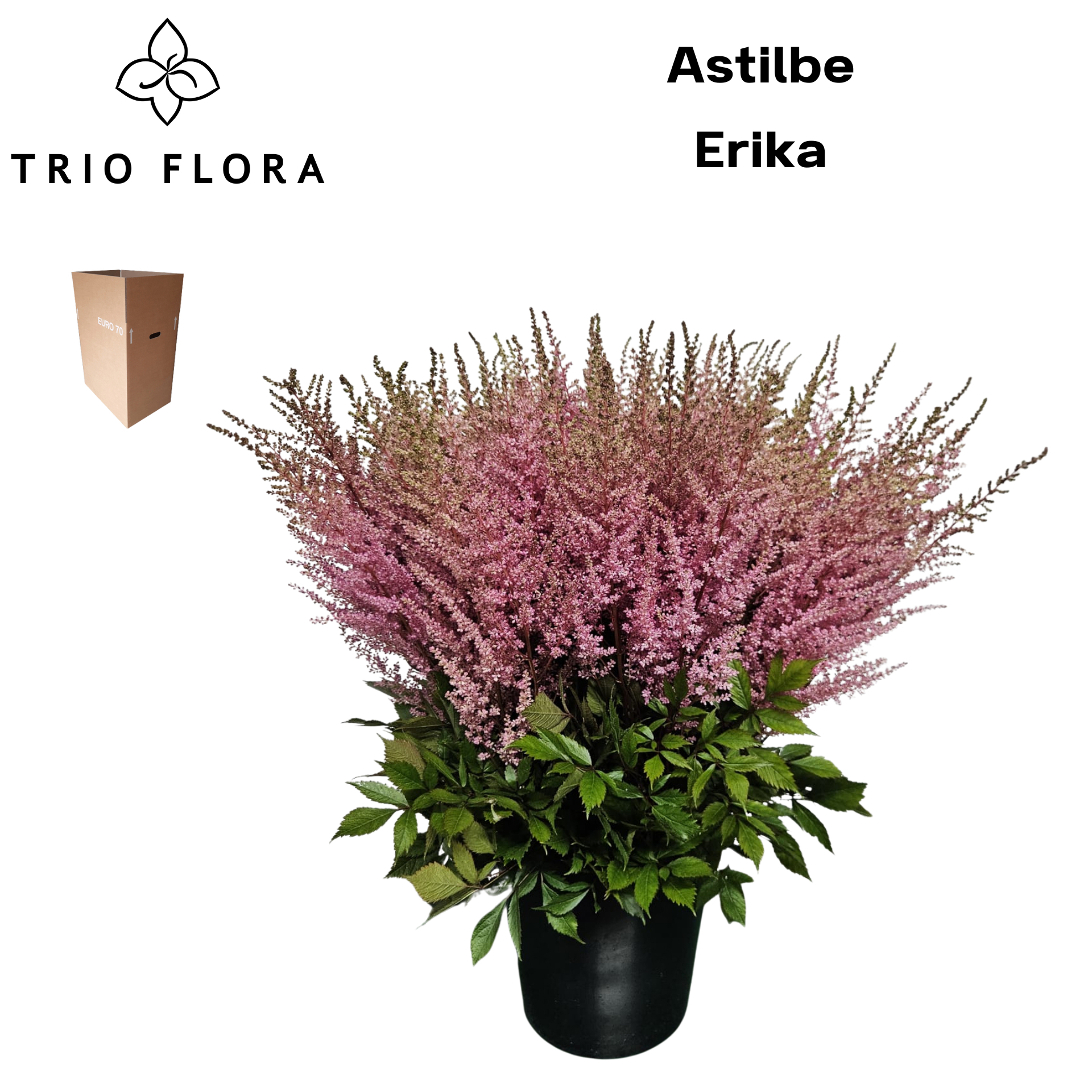 Астильба Эрика 70, шт.