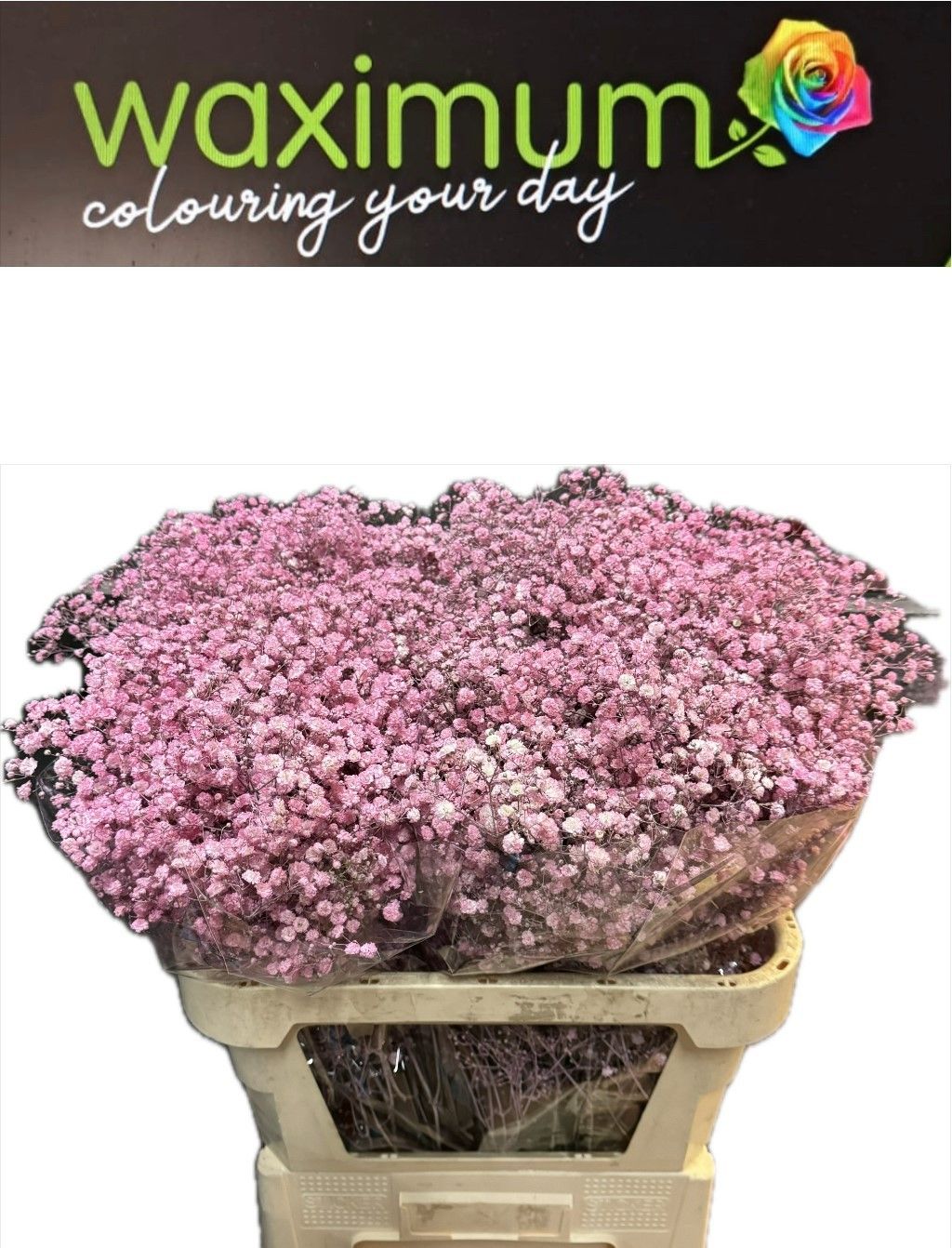 Гипсофила Овериг Крашеная (краш. ) 80, шт.