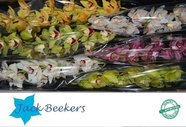 Цимбидиум Микс 80 x6, шт.