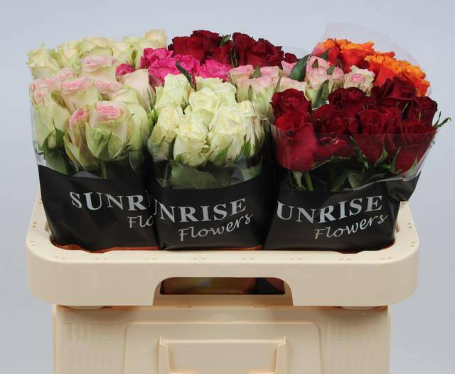 Роза од. Микс в баке 60, шт.