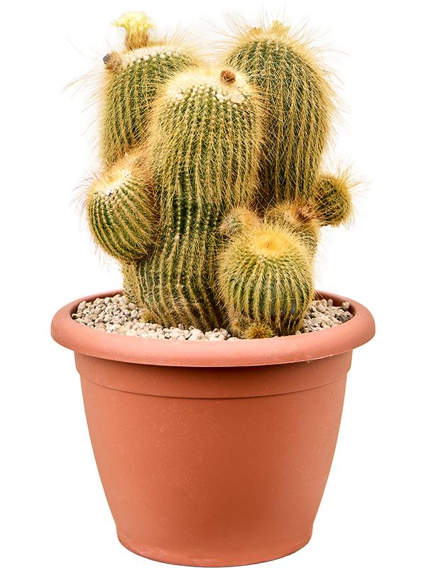 Parodia leninghausii, D 24