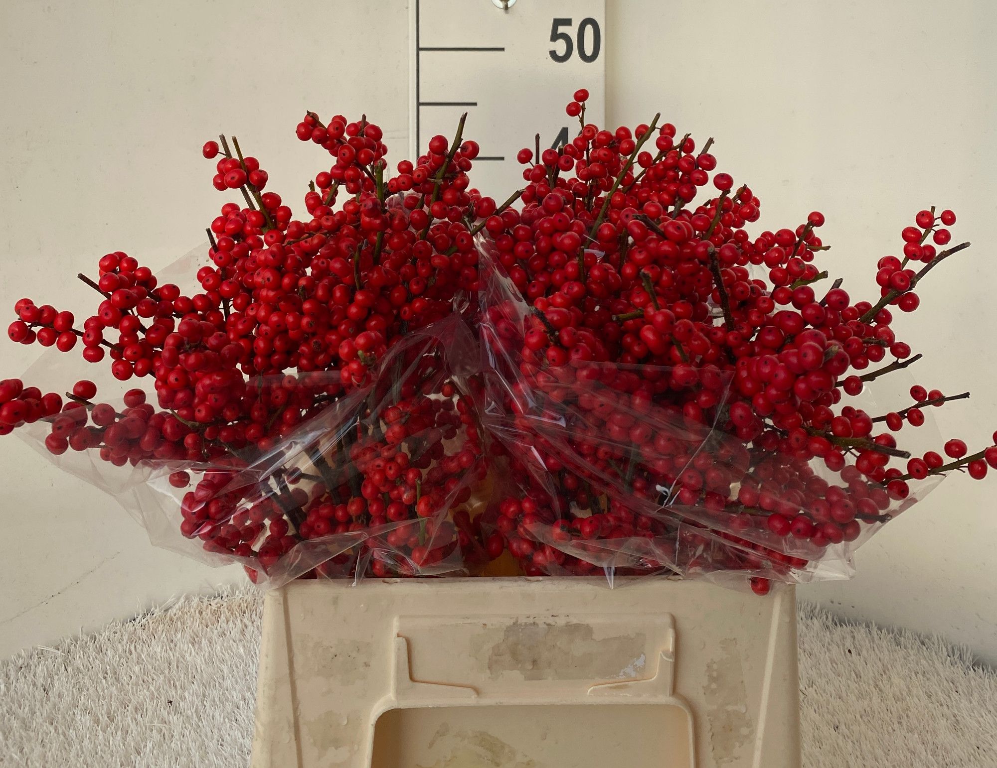 Илекс Красные ягоды 40, шт.