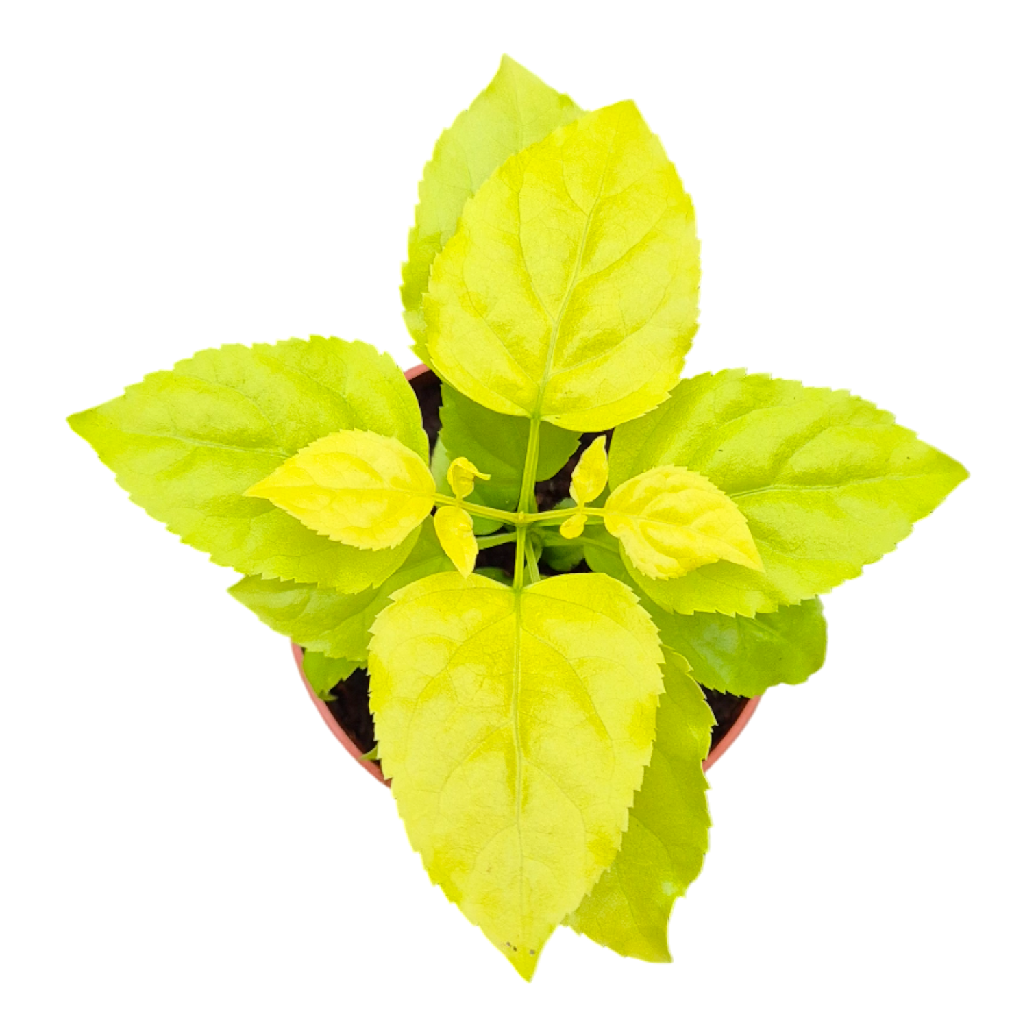 Radermachera Sinica Aurea, D 7