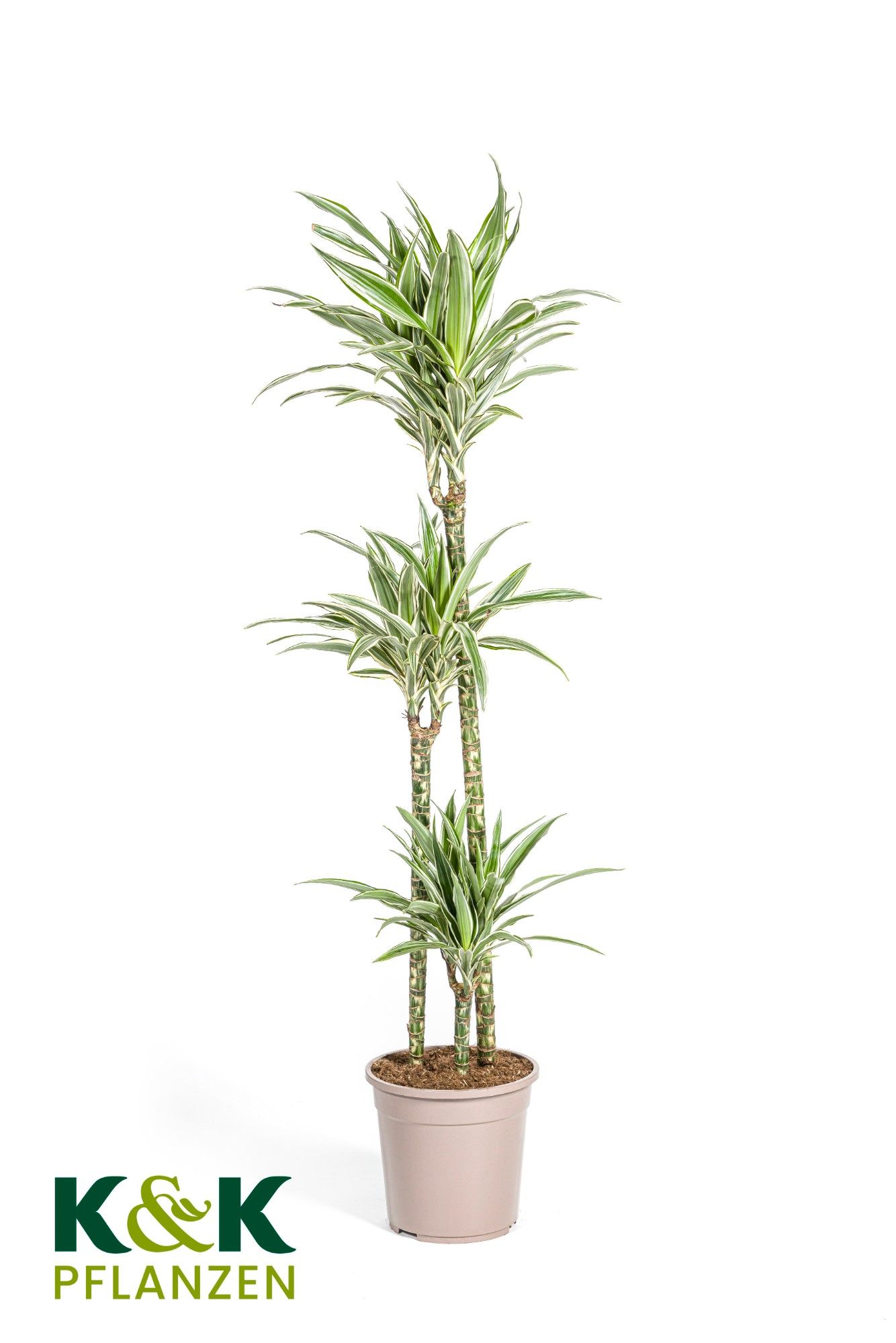 Dracaena deremensis White Stripe T24, D 24