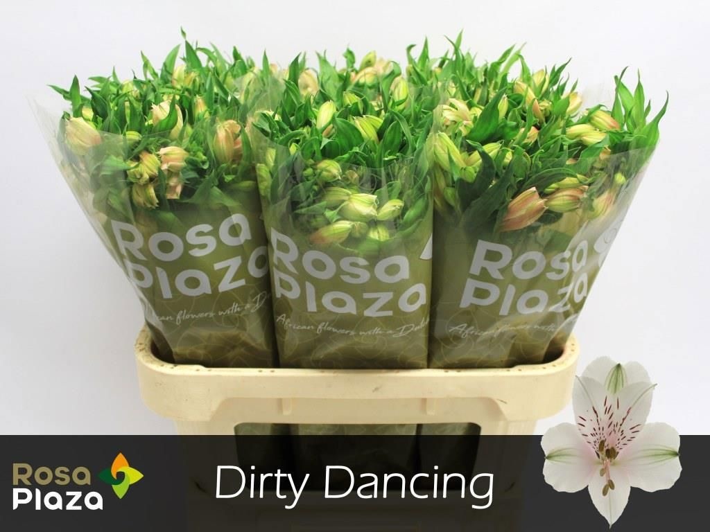 Альстромерия Дерти Дэнсин (крем.), шт.