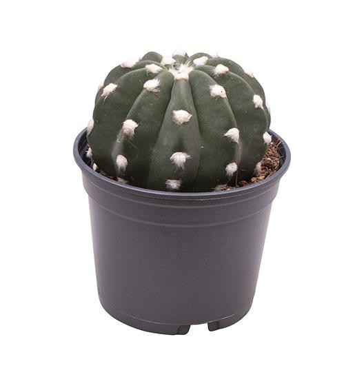 ECHINOPSIS SUBDENUDATA, D 9