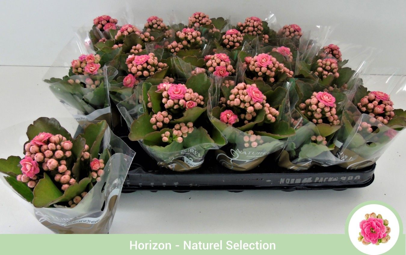 TDM P6 : Kalanchoë dubbelbloemig ROZE (Queen Genetics) - hoes, D 6