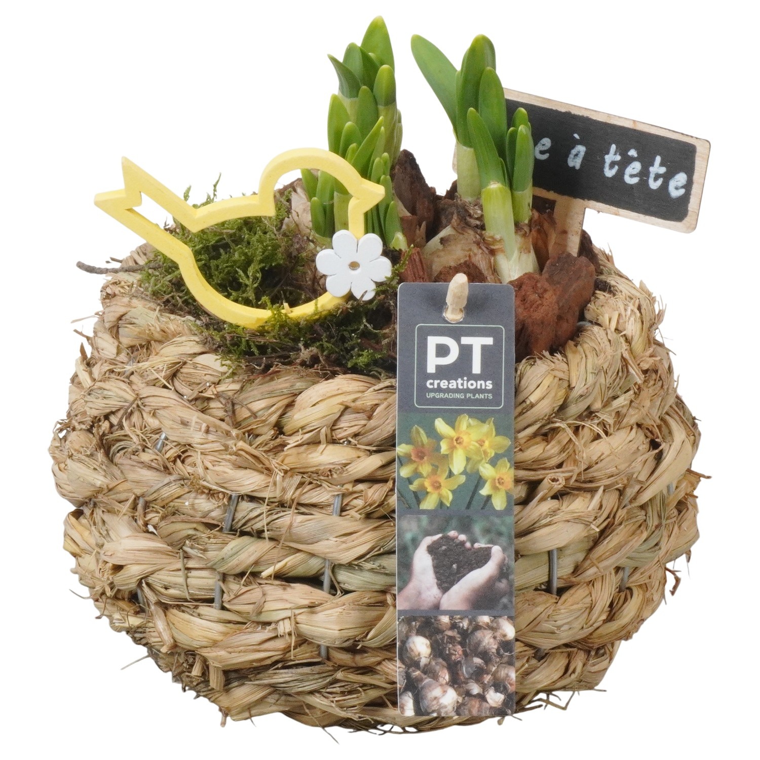 PTN8637 Arrangement Narcissus in rieten mand, D 18
