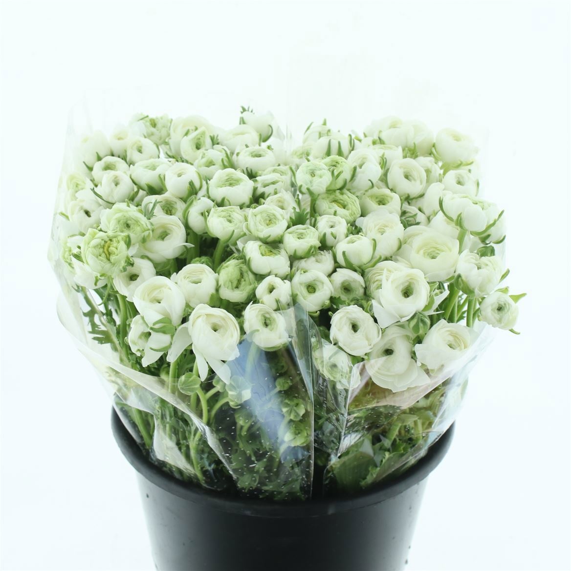 Ранункулус Элеганс Вайт 45, шт.