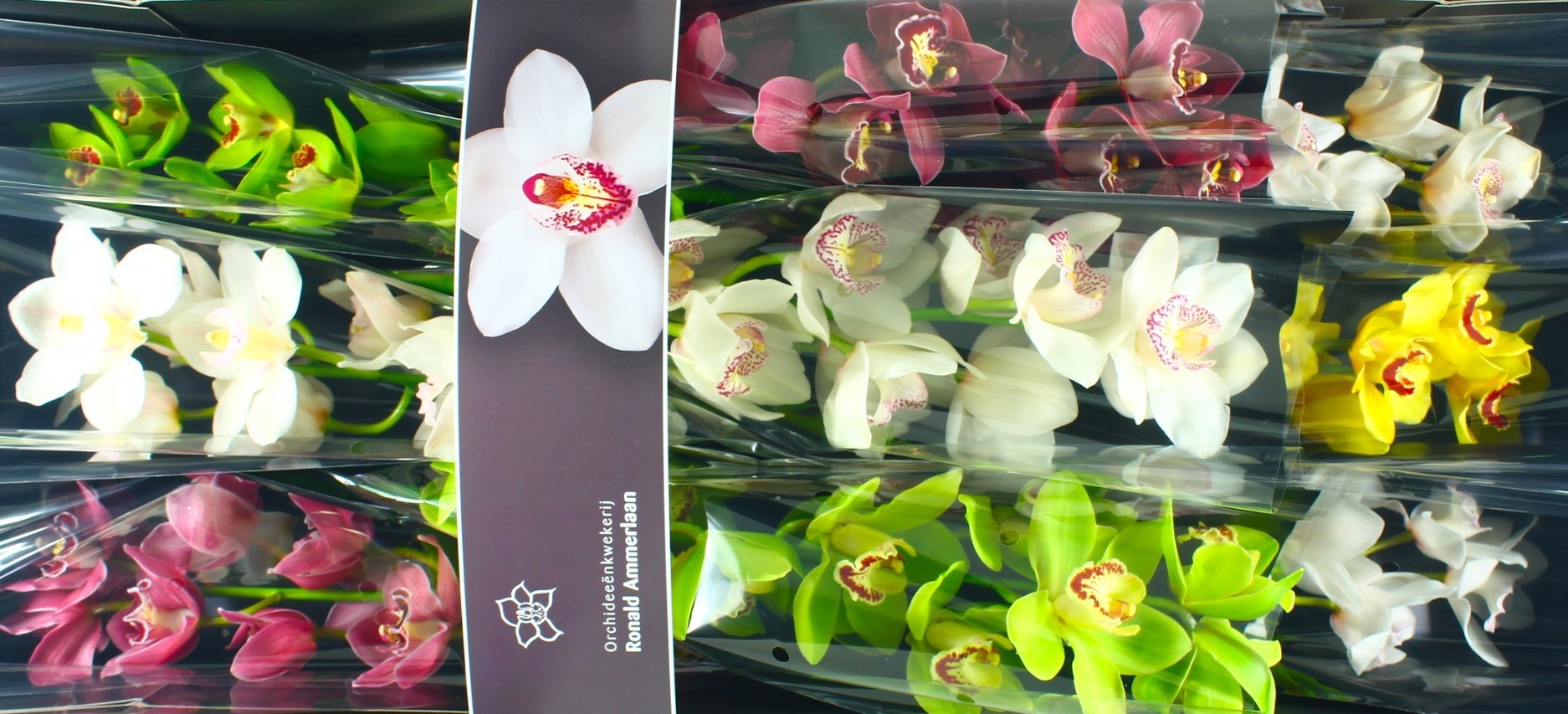 Цимбидиум Микс x9 60, шт.