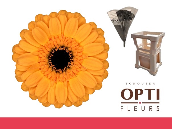 Гермини Твити, шт.