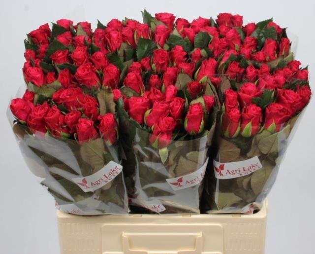 Роза од. Такази+ 60, шт.