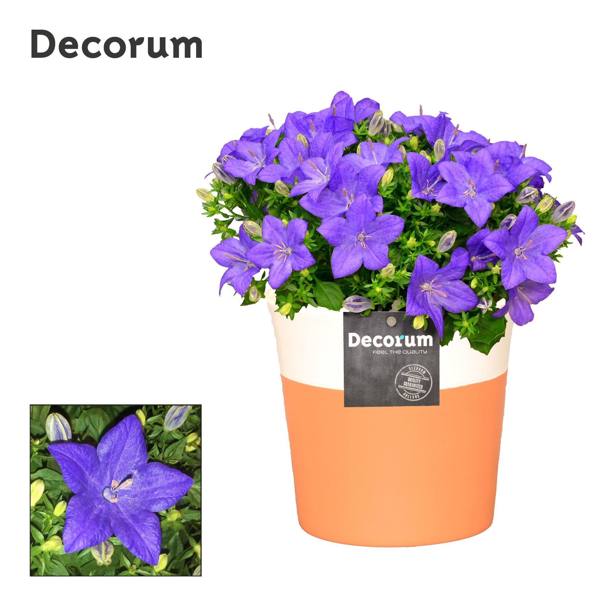 Campanula 'Napoli' Decorum Terra Cotta, D 13