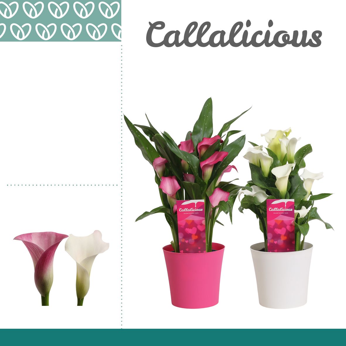 Zantedeschia (Calla) Roze/wit in Ompot Linge LOVE, D 14