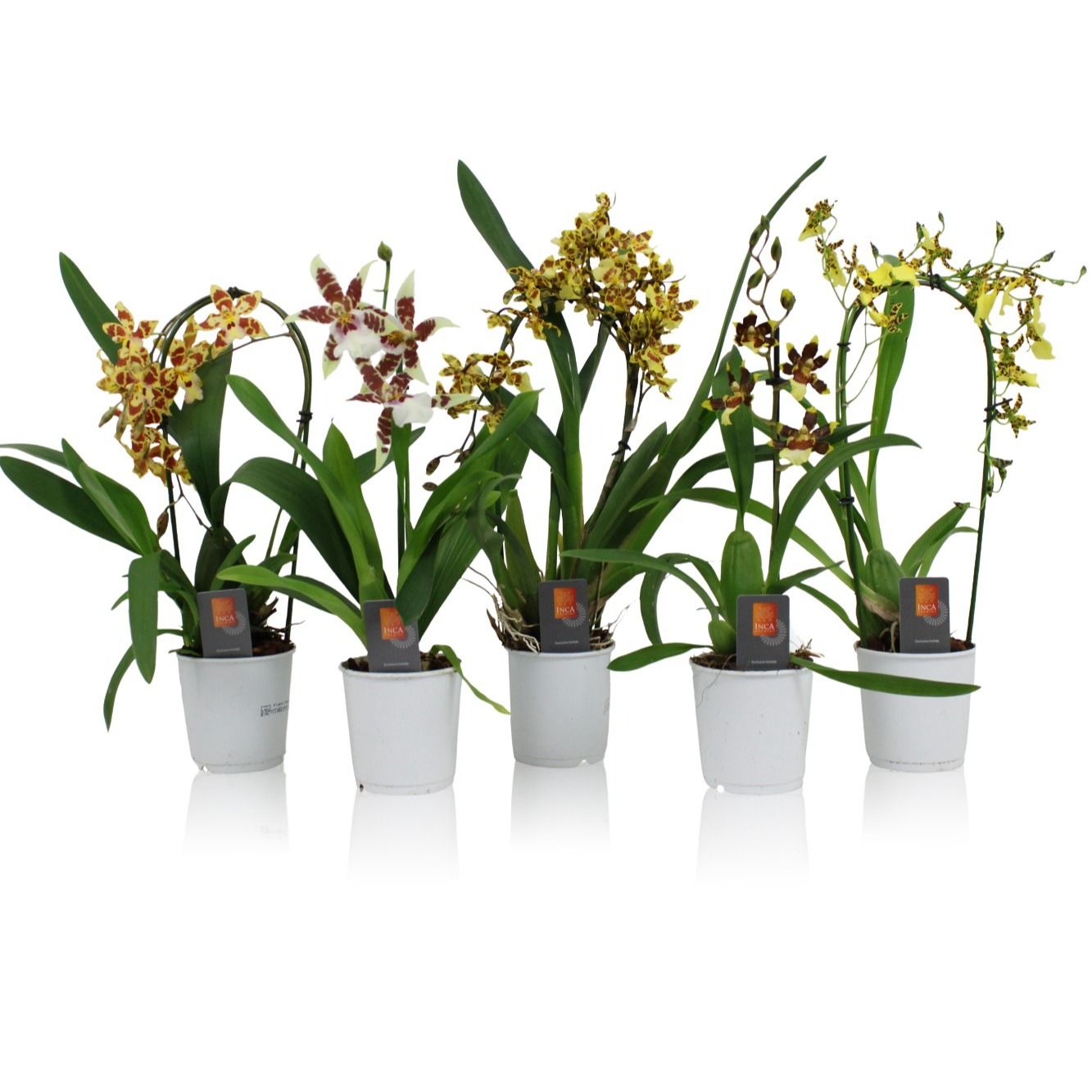 Inca Orchid Sunny Glow mix 1 spike incl. cascade 9 cm, D 9