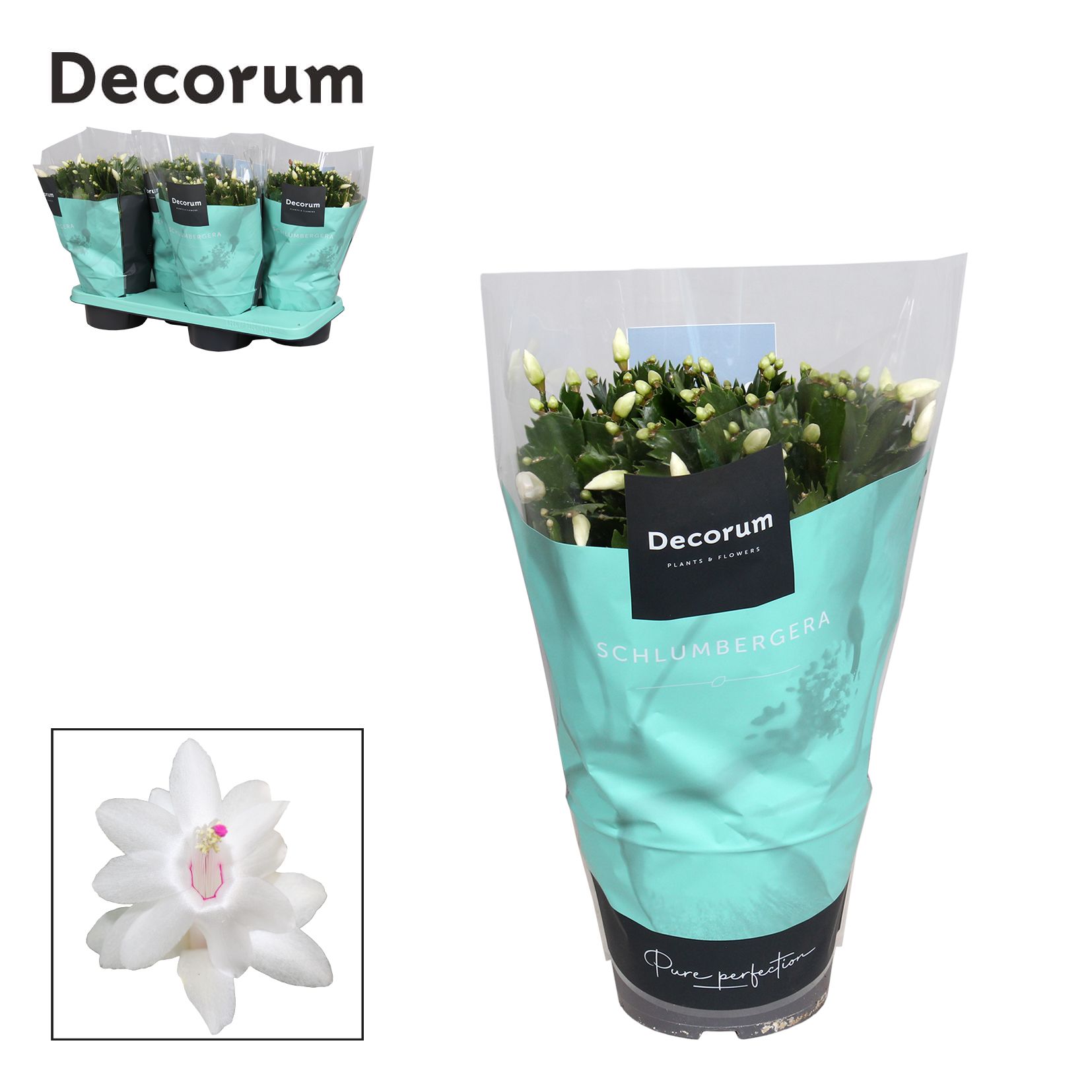 Schlumbergera - 17 cm - White (Malissa) - Decorum, D 17