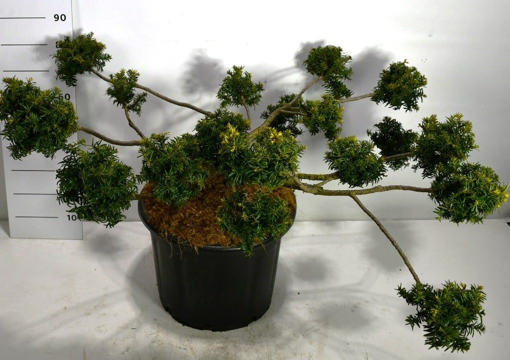Taxus b. 'Summergold', D 54