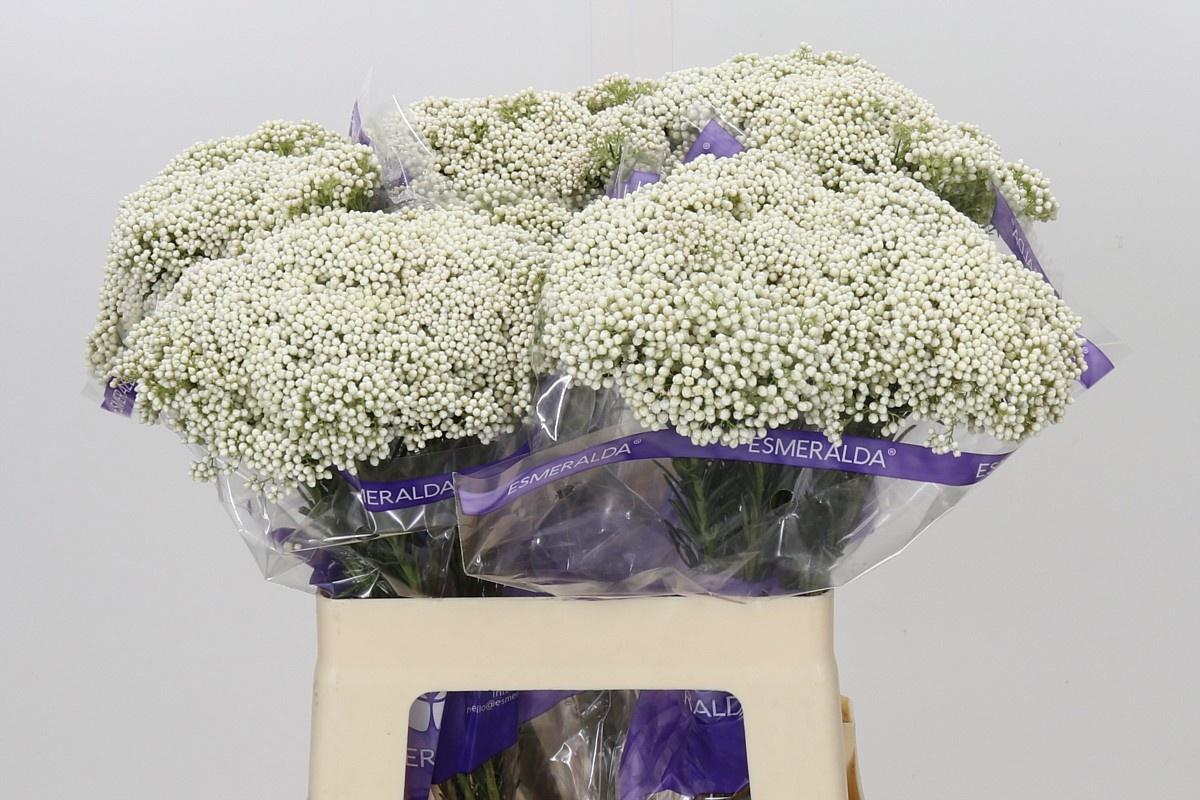 Озотамус Кукс Сноу Вайт 60 (бел.), шт.