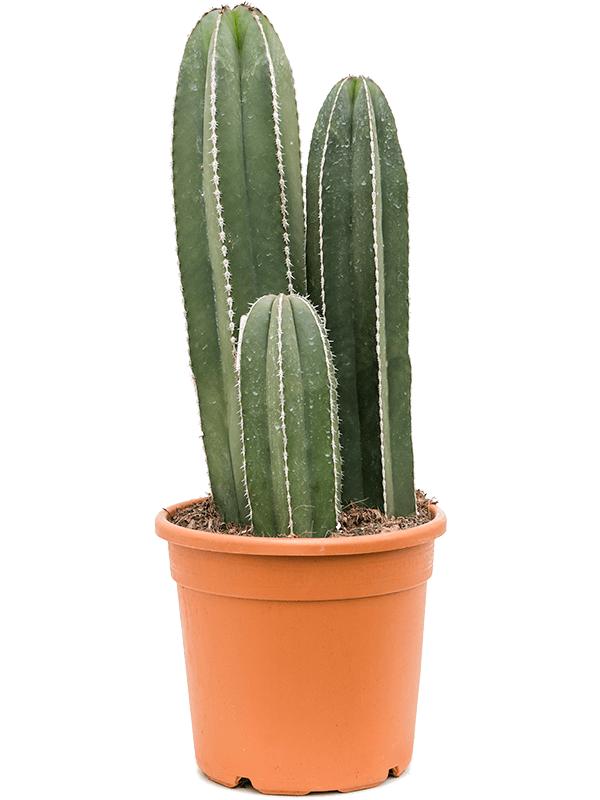 Marginatocereus marginatus, D 27 cm