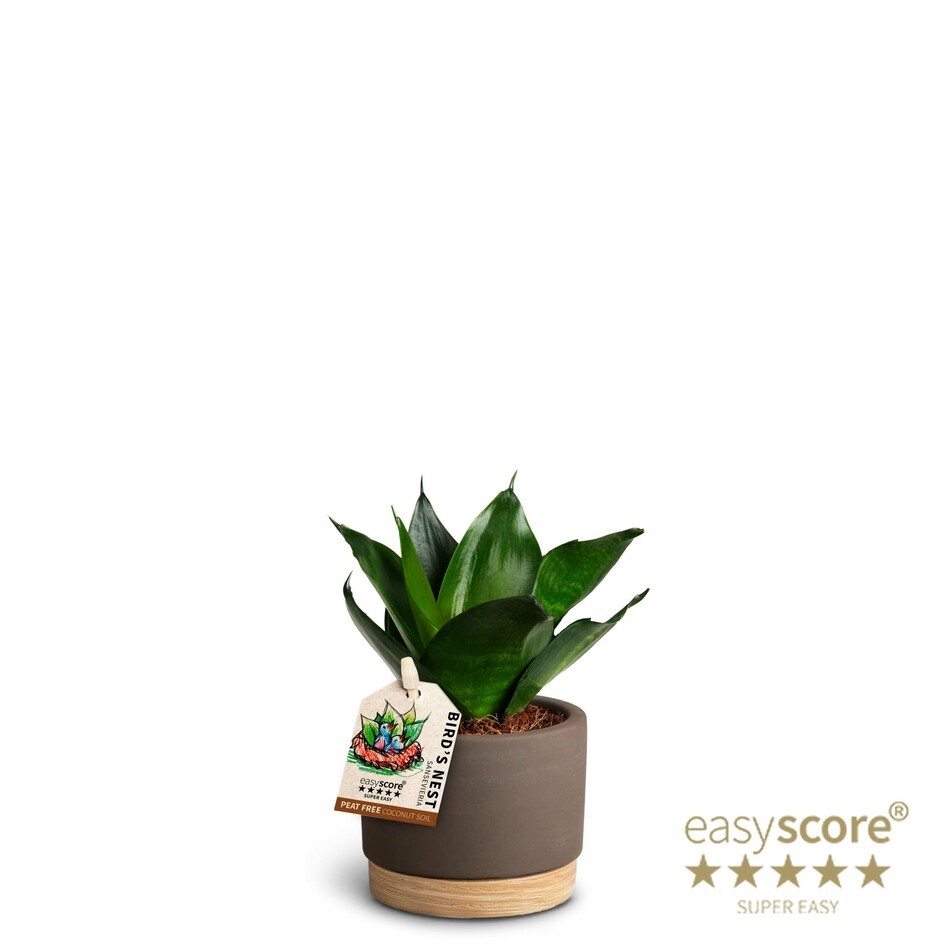 Woodbase Mocca, Sansevieria 'Hahnii Black', D 7