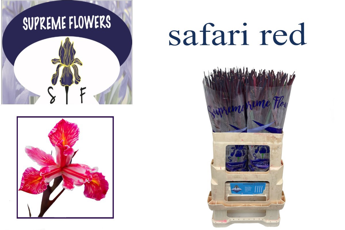 Ирис Овериг, шт.