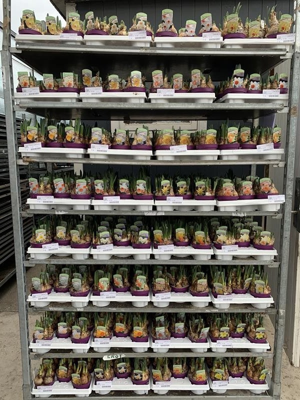 NARCISSUS INCOMPARABILIS 'CARLTON', D 11