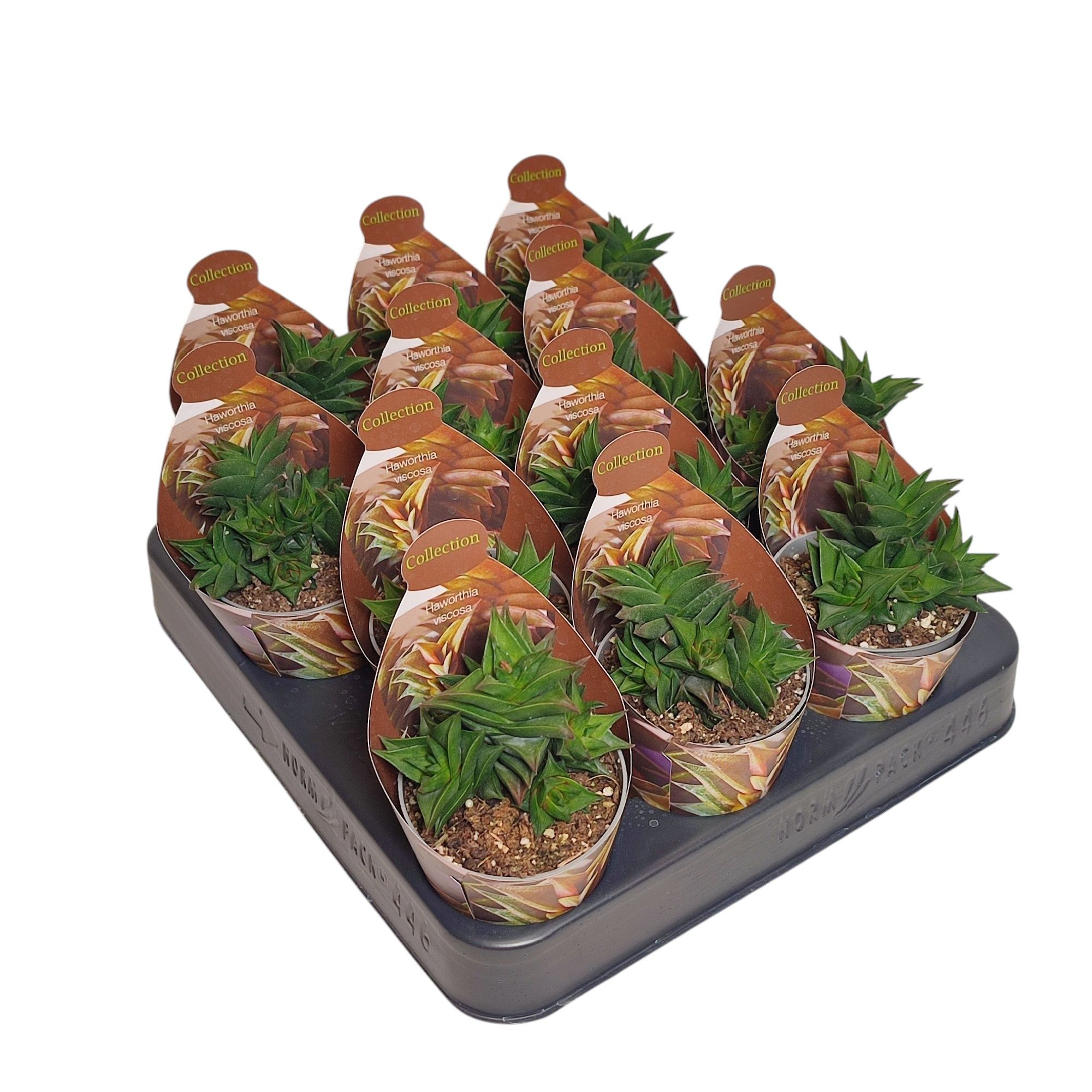 HAWORTHIA VISCOSA - POT Ø 6,5 - COLLECTION WITH POTCOVER (SUCCULENTEN), D 6,5