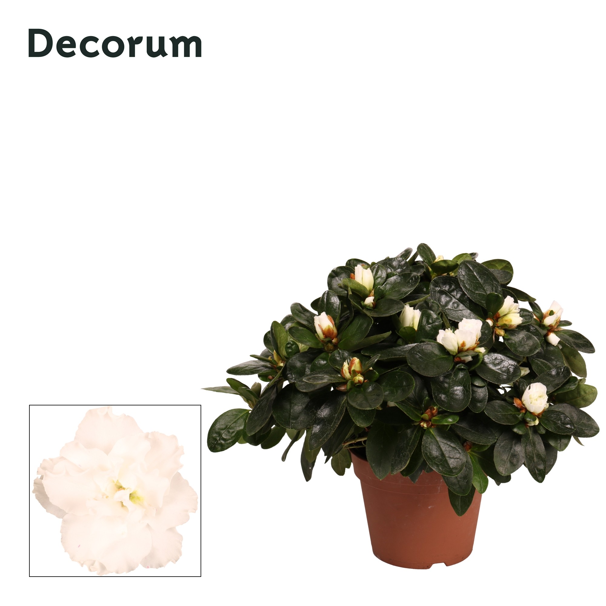 Azalea 'wit' 22 - 25 cm Decorum, D 12