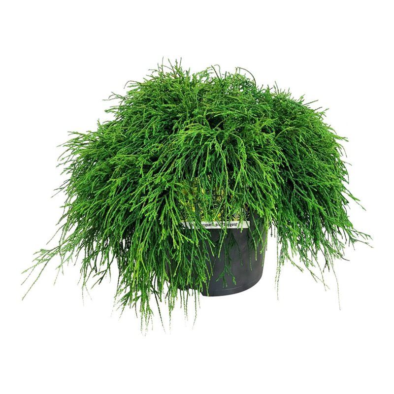 Chamaecyparis p. 'Sungold', D 26