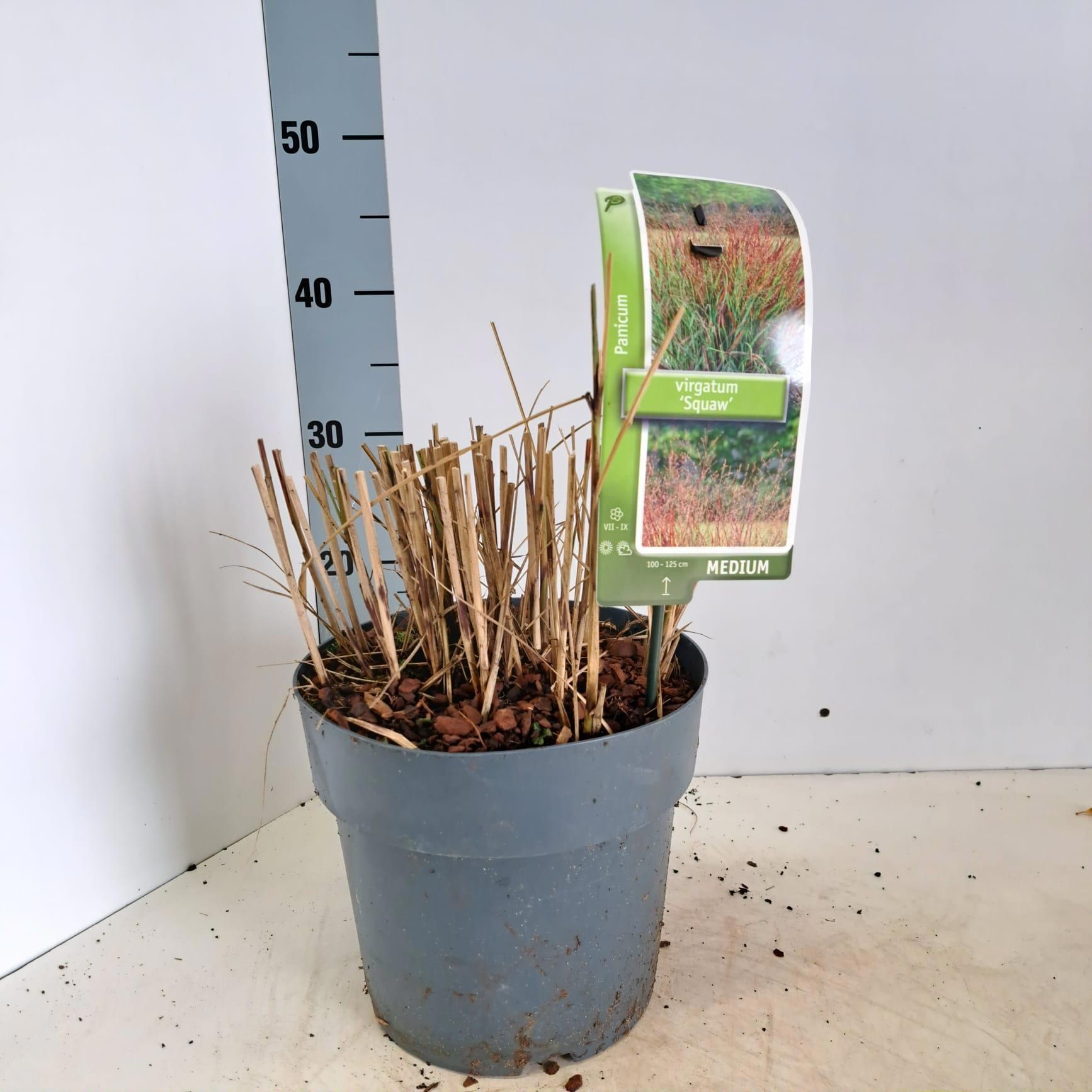 Panicum virgatum 'Squaw', D 23