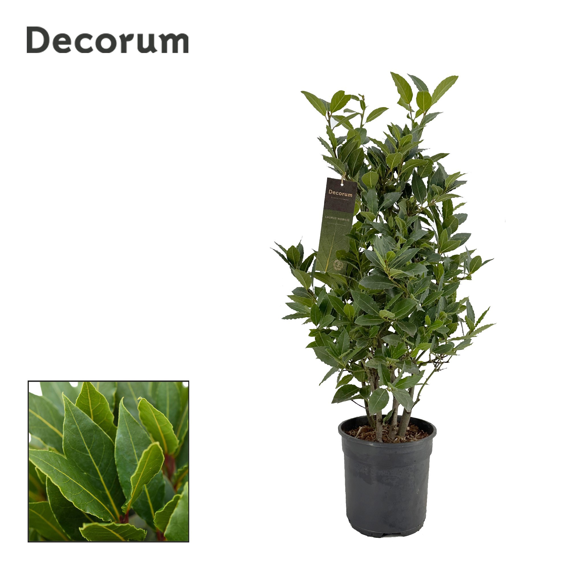 Laurus nobilis Struik, D 20