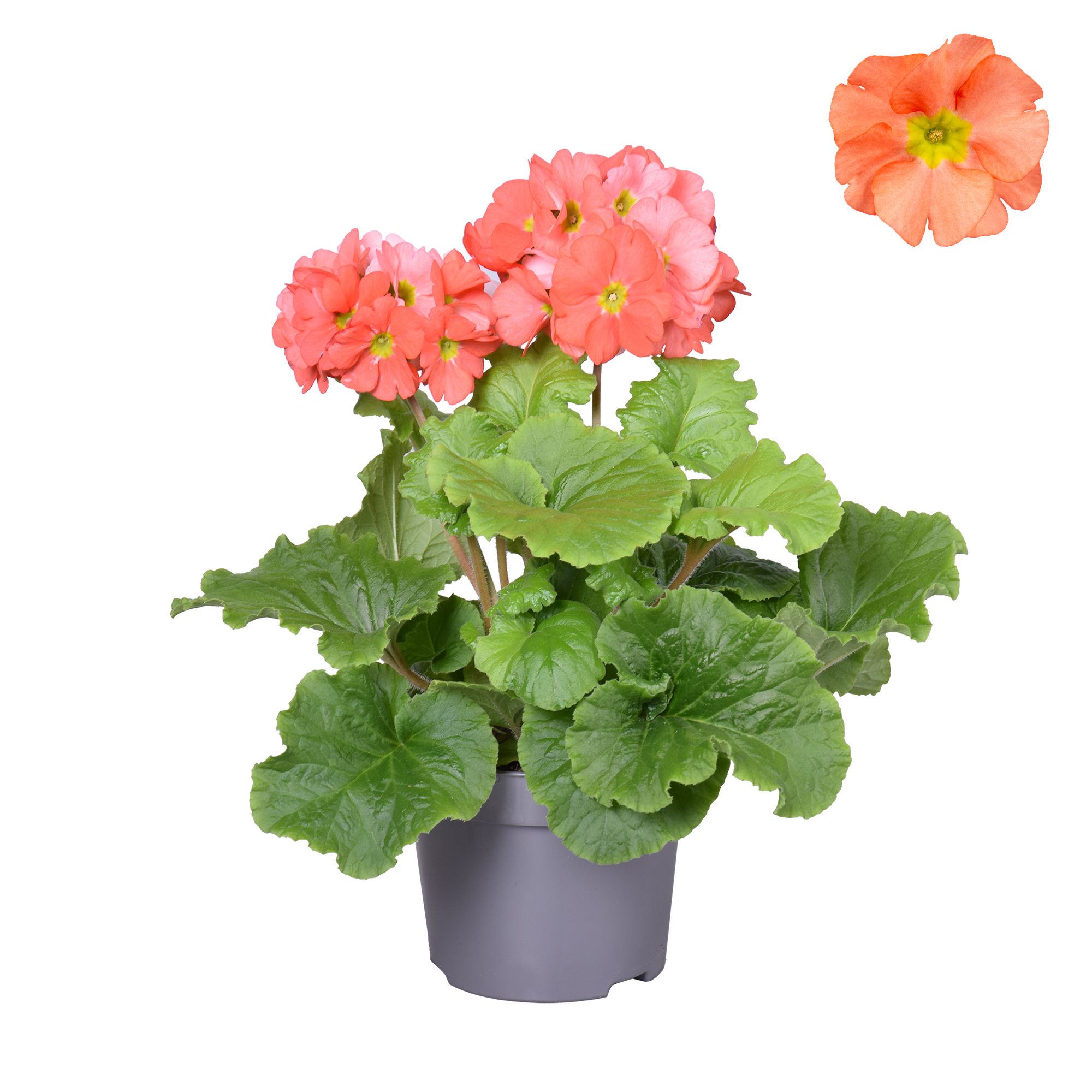 Prim Sweet Kisses Oranje zonder hoes, D 12