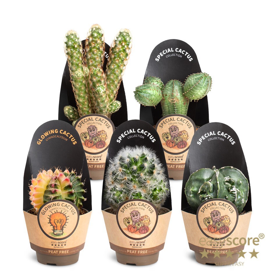 Cactus Special Collection, D 6