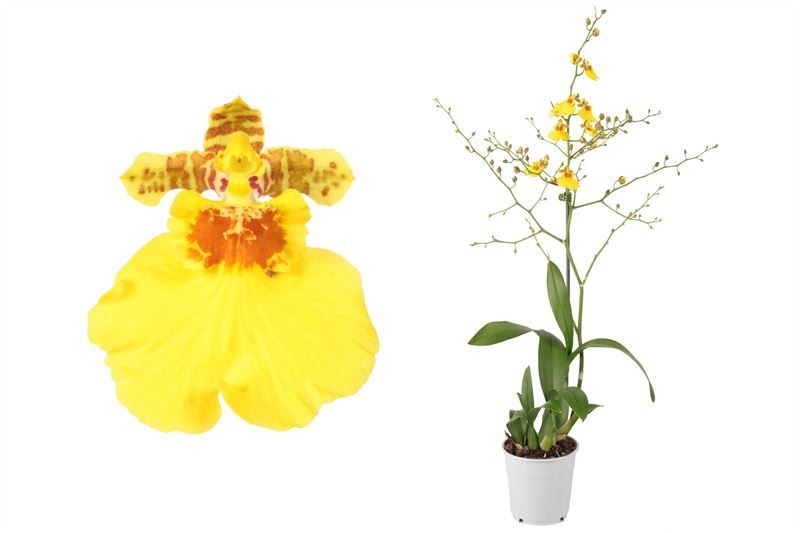 Oncidium p12 Munsterland Stern 1T, D 12