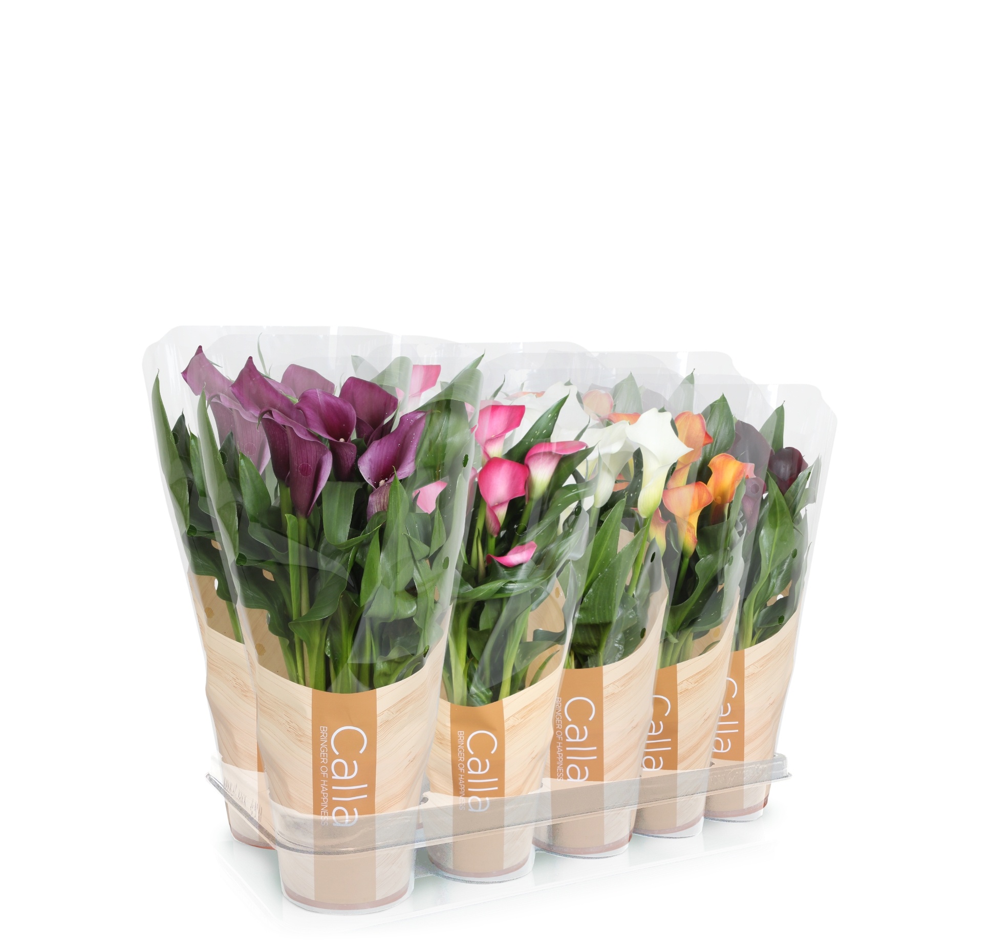 Zantedeschia gemengd Calla mix in bedrukte hoes, D 12